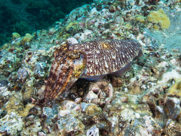 Well camouflaged pharao Cuttlefish on a coral reef Well camouflaged pharao Cuttlefish on a coral reef sepia pharaonis stock pictures, royalty-free photos & images