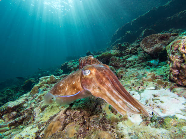 istock Pharao Cuttlefish laying eggs on a coral reef 1023347580