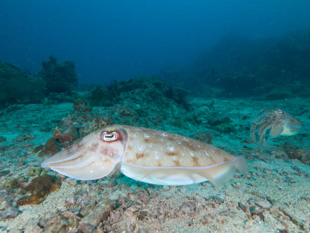 White, Pharao Cuttlefish on a coral reef White, Pharao Cuttlefish on a coral reef sepia pharaonis stock pictures, royalty-free photos & images