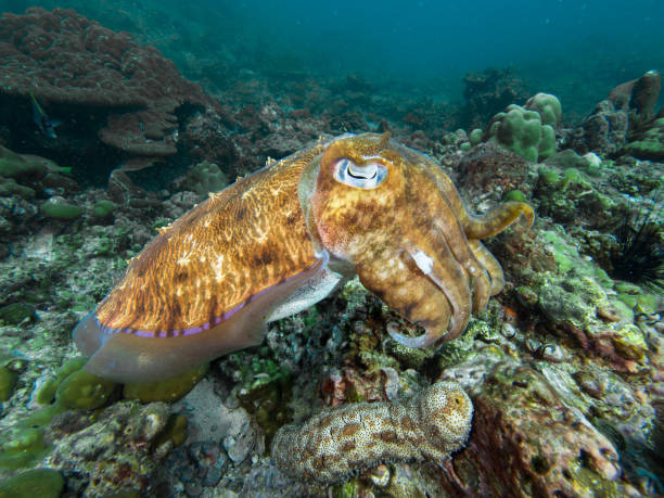 Description Pharao Cuttlefish on a coral reef sepia pharaonis stock pictures, royalty-free photos & images