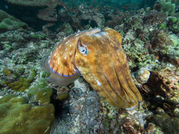 Pharao Cuttlefish on a coral reef Pharao Cuttlefish on a coral reef sepia pharaonis stock pictures, royalty-free photos & images