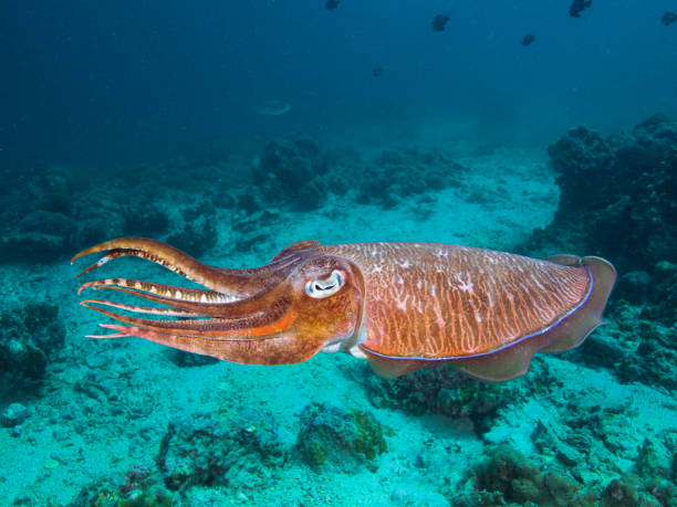 pharao sepia an einem korallenriff - cuttlefish stock-fotos und bilder