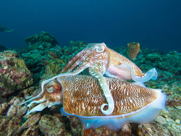 istock Pharao Cuttlefish mating on a coral reef 1023352438