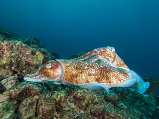 istock Pharao Cuttlefish mating on a coral reef 1023352442