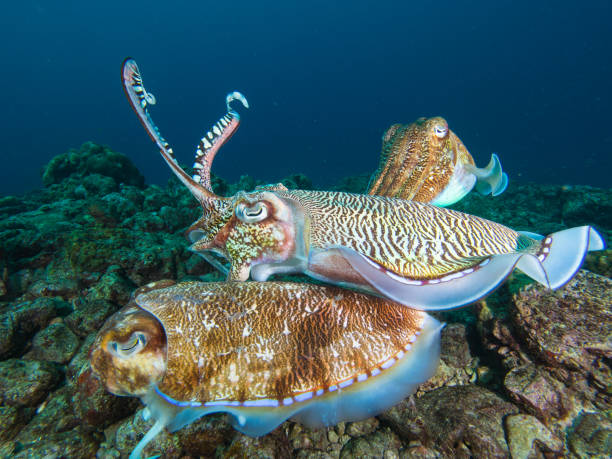 istock Pharao Cuttlefish male fighting off another male 1023352504