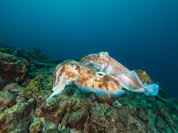 istock Pharao Cuttlefish mating on a coral reef 1023352510