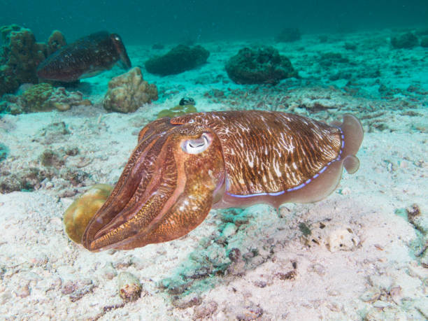 istock Pharao Cuttlefish on the sandy bottom of a coral lagoon 1023352682