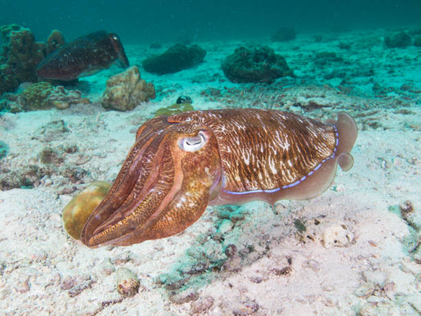 Pharao Cuttlefish on the sandy bottom of a coral lagoon Pharao Cuttlefish on the sandy bottom of a coral lagoon sepia pharaonis stock pictures, royalty-free photos & images