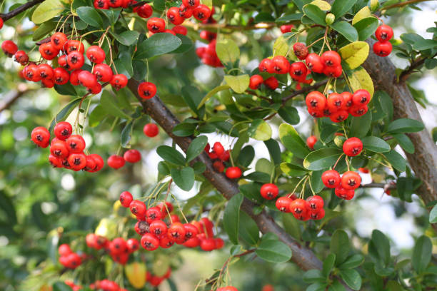 istock Red berries of Pyracantha bush 1023355788