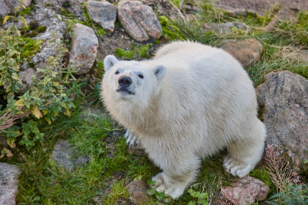 eisbären in der wildnis. tierwelt tier hintergrund - polar bear young animal isolated cub stock-fotos und bilder