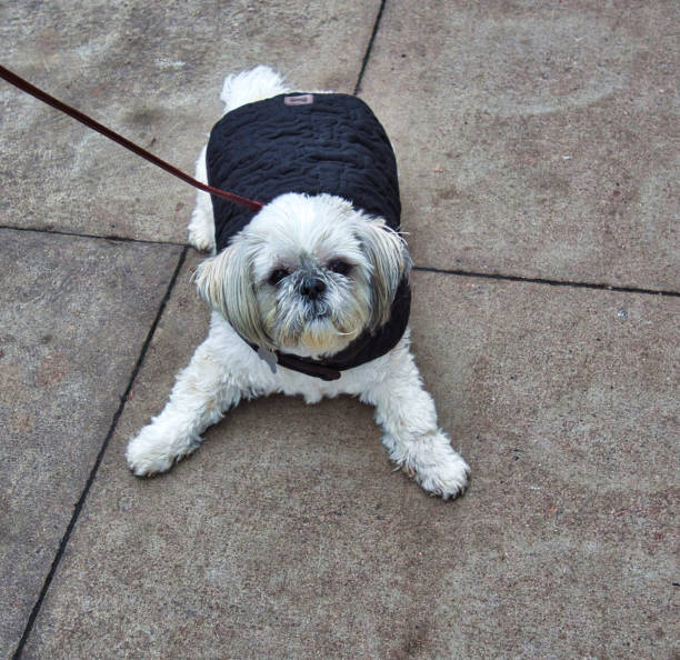 istock Shih Tzu waiting patiently 1023361022