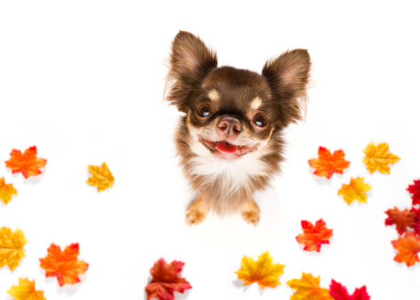 istock dog  with leash waiting for a walk 1023361148