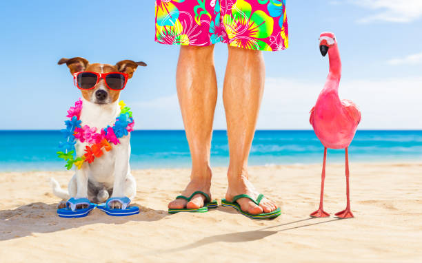 istock dog and owner on summer vacation 1023361204