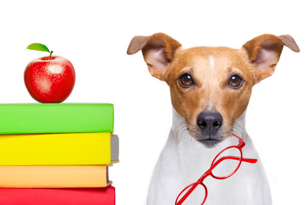 istock smart dog and books 1023361252