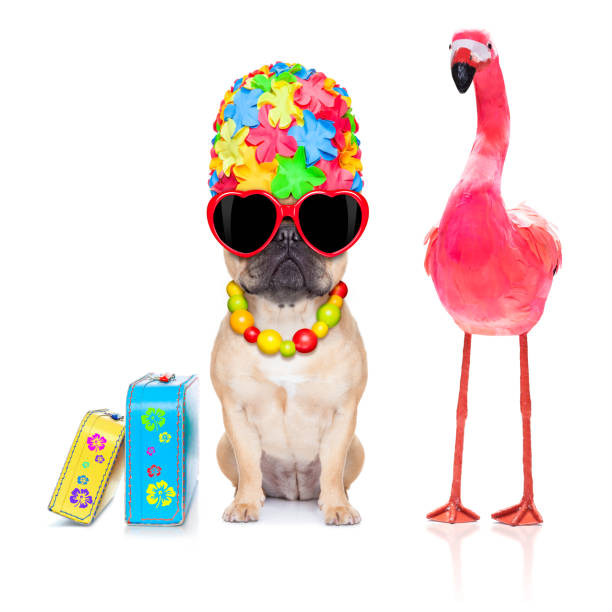 istock dog and owner on summer vacation 1023361344