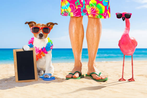 istock dog and owner on summer vacation 1023361508