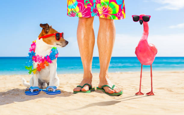 istock dog and owner on summer vacation 1023361574