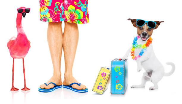 istock dog and owner on summer vacation 1023361780