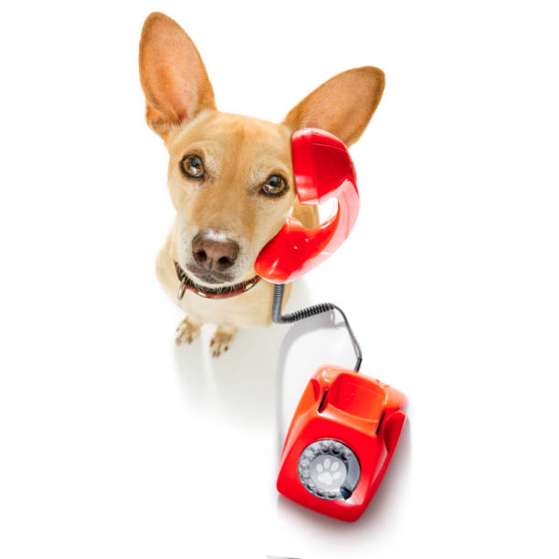 istock dog on the phone 1023361800