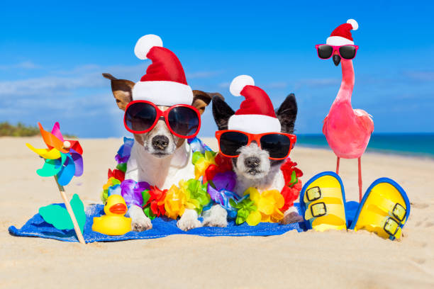 istock dog and owner on summer vacation 1023361906