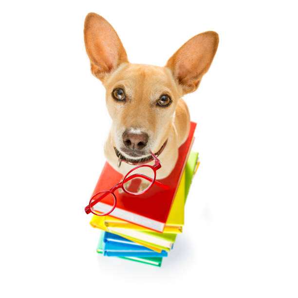 istock smart dog and books 1023362078