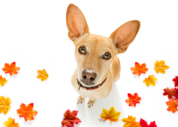istock dog  with leash waiting for a walk 1023363526