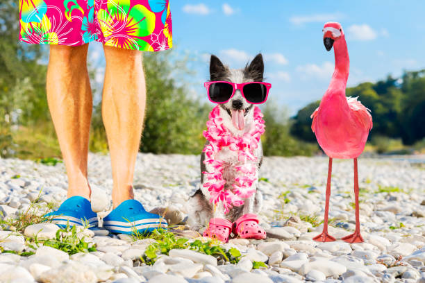 istock dog and owner on summer vacation 1023364176