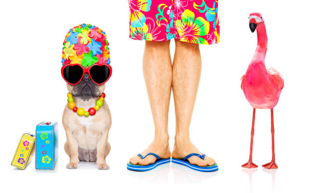 istock dog and owner on summer vacation 1023364210