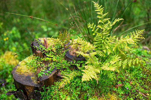 nature details background, moss, fern, greens, stump in the Ukrainian Carpathians in summer
