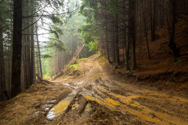 forest road - mud terrain fotografías e imágenes de stock