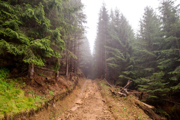 istock nature landscape fog 1023364330