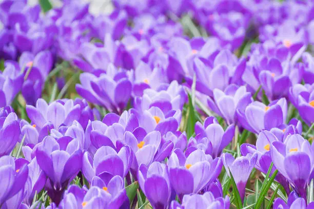 Beautiful purple crocuses field flowers growing and blossome in spring garden, freshness moment in march and april to welcome spring season. Travel and agriculture concept.