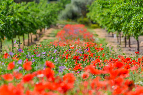 istock Poppies field with Almond trees 1023368338