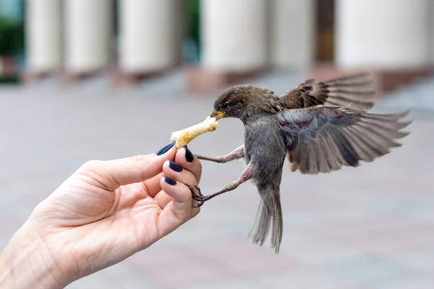 istock Sparrow on a fly eating a piece of dough 1023368584