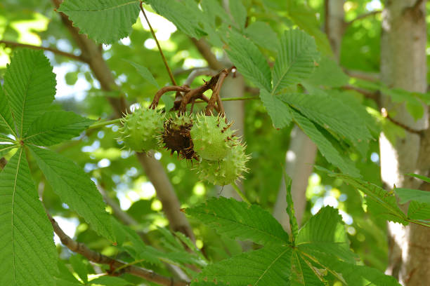 istock horse chestnut tree and horse chestnut fruit, 1023368634