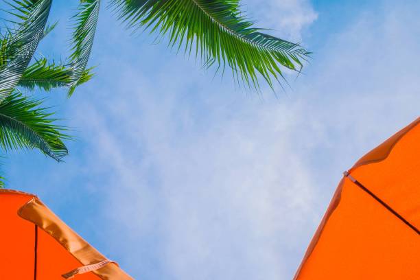 istock Look up at the sky, palms, umbrellas 1023368734