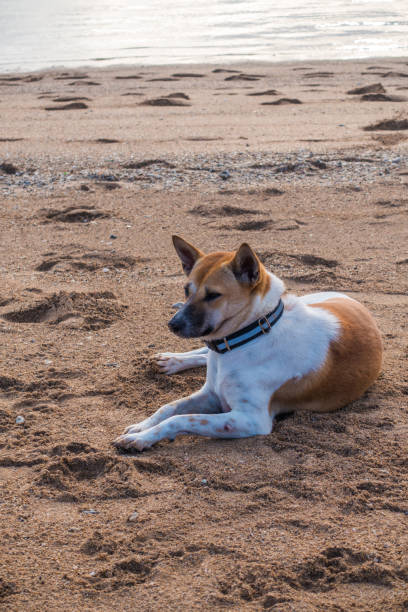 istock Dog in The Beach 1023369266