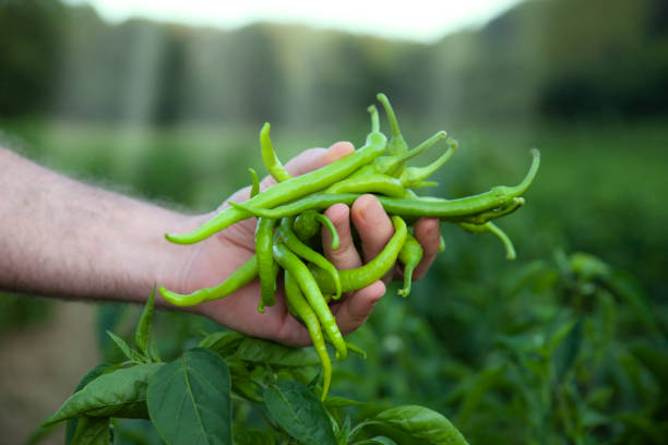 istock couple agricultural vegetables - green pepper 1023379140