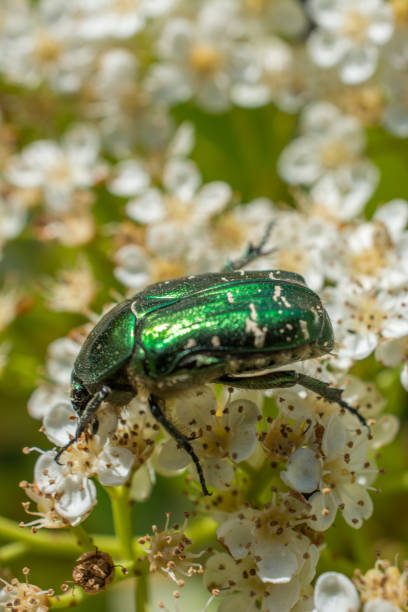 istock Picture of a bug sitting on a flower petal 1023387004