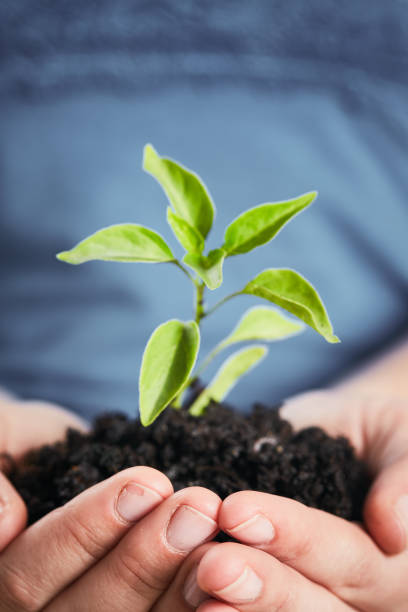 istock Hands gently holding young plant rooted in earth 1023387730