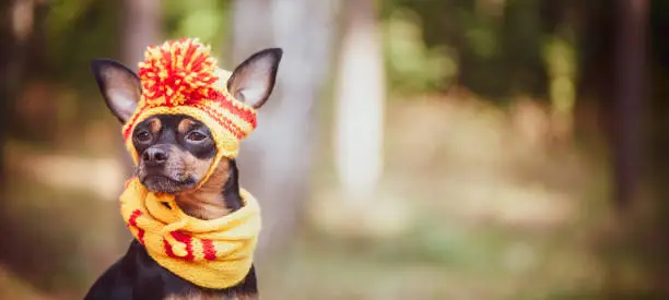 Dog in a scarf and hat in an autumn park. Theme of autumn. Funny puppy of the toy-terrier