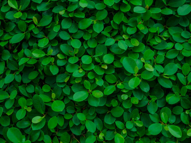 istock Backdrop of green leaves natural wall. 1023394538