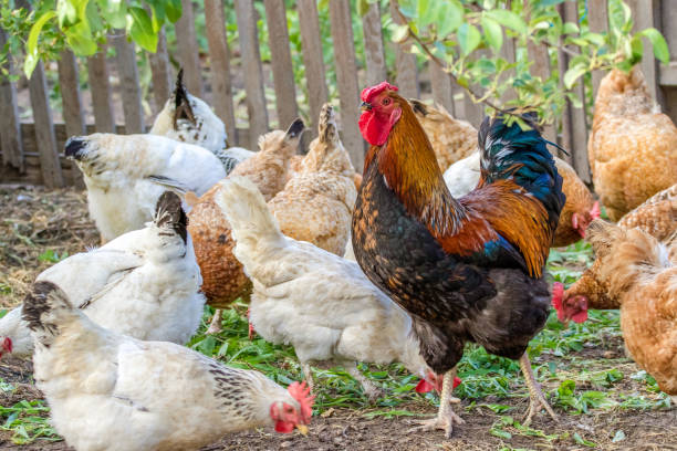istock feathered chicken and rooster on grazing 1023394634