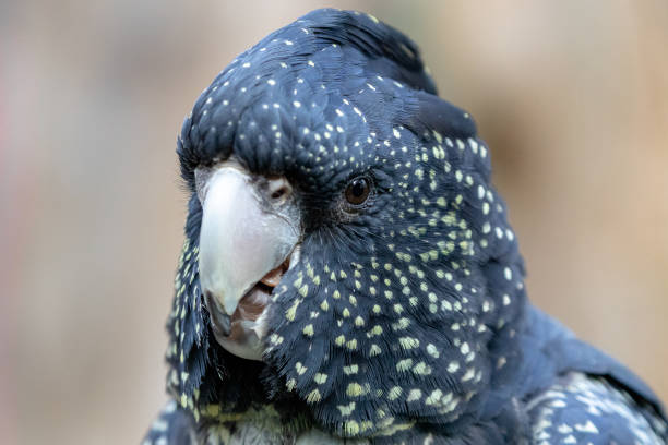 istock Red-tailed Black cockatoo 1023394742