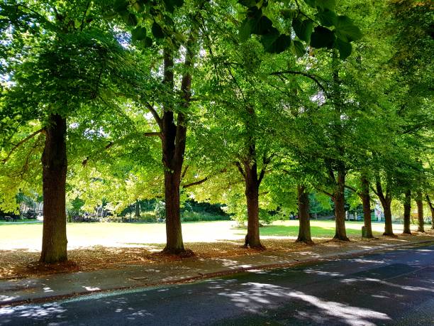 istock Road on the park,  background with copy space 1023397766