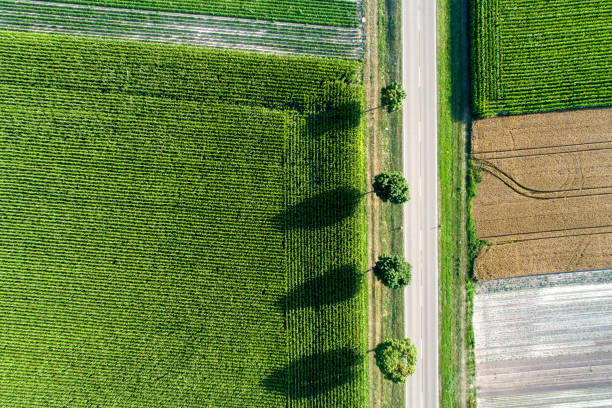 Aerial view of road, asparagus and cereal fields, Bavaria, Germany