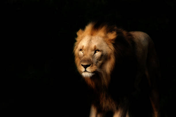 istock Strong lion on the black background 1023397882