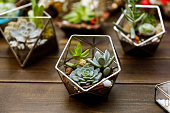 Succulent in the geometry glass terrarium