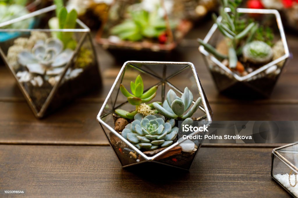 Succulent in the geometry glass terrarium Succulent Plant Stock Photo