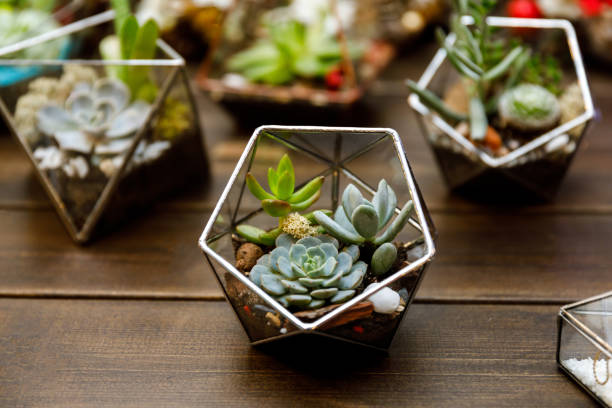 Succulent in the geometry glass terrarium Succulent in the geometry glass terrarium terrarium stock pictures, royalty-free photos & images